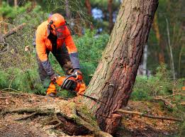 Best Lawn Drainage Solutions  in Holiday City Berkeley, NJ
