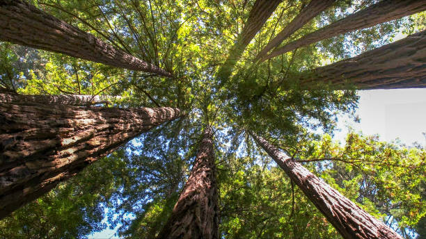 Best Tree Health Inspection  in Holiday City Berkeley, NJ