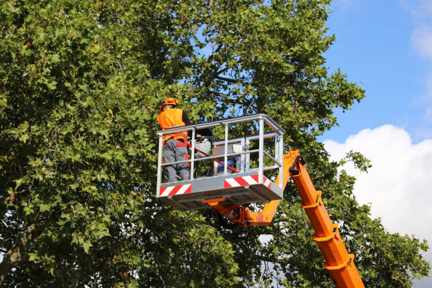Best Storm Damage Tree Cleanup  in Holiday City Berkeley, NJ