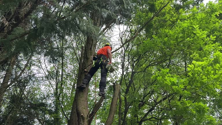 Best Fruit Tree Pruning  in Holiday City Berkeley, NJ