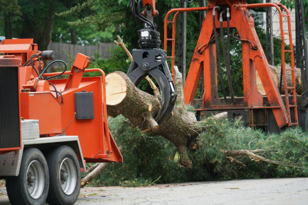 Best Tree Risk Assessment  in Holiday City Berkeley, NJ