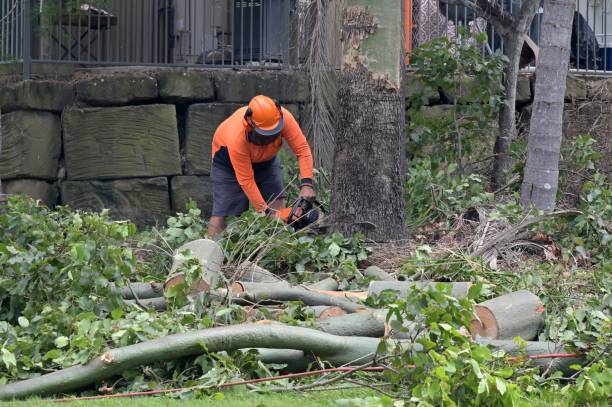 Best Root Management and Removal  in Holiday City Berkeley, NJ