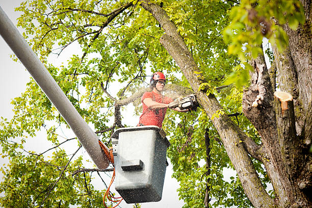 Best Arborist Consultation Services  in Holiday City Berkeley, NJ
