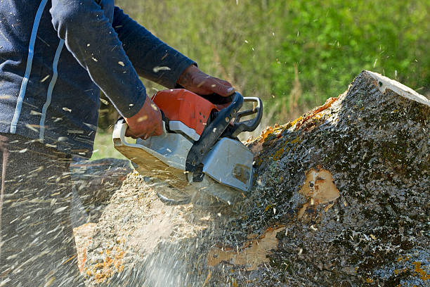 Best Hazardous Tree Removal  in Holiday City Berkeley, NJ