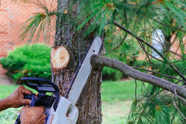 Professional Tree Removal in Holiday City Berkeley, NJ